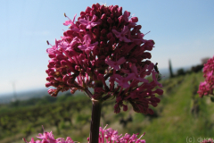 Provence-2014-04-05
