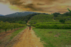 Provence-2014-04-23