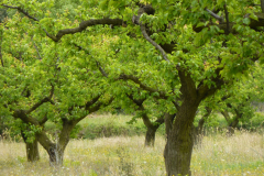 Provence-2014-04-25