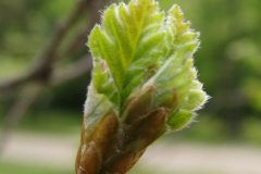 Provence-2014-04-35